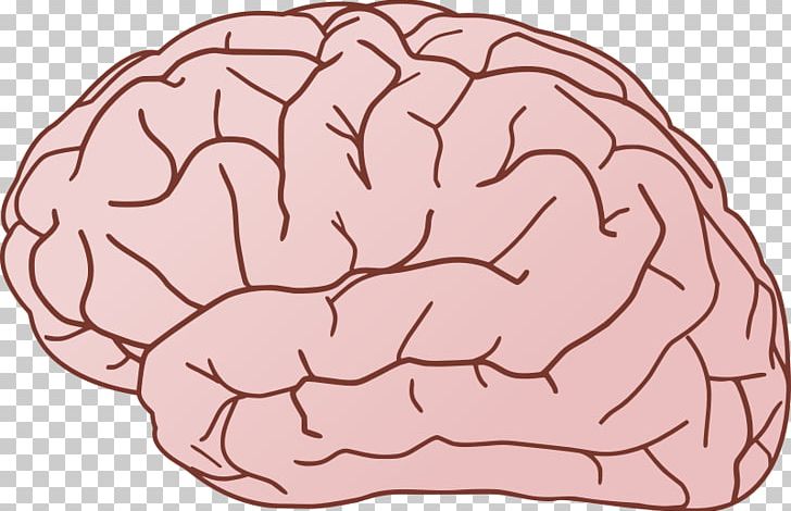 Human Brain Free Content PNG, Clipart, Area, Brain, Brain Cliparts, Brain Injury, Drawing Free PNG Download