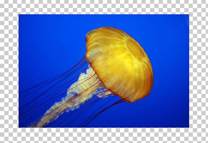 Jellyfish Scyphozoa World Ocean Gastrodermis PNG, Clipart, Aquatic Animal, Aurelia, Blue Jellyfish, Box Jellyfish, Closeup Free PNG Download