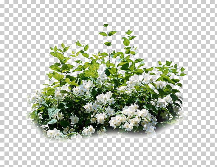 Night-blooming Jasmine Jasminum Polyanthum Plant Vine Arabian Jasmine PNG, Clipart, Annual Plant, Artificial Flower, Cut Flowers, Deciduous, Decorative Patterns Free PNG Download