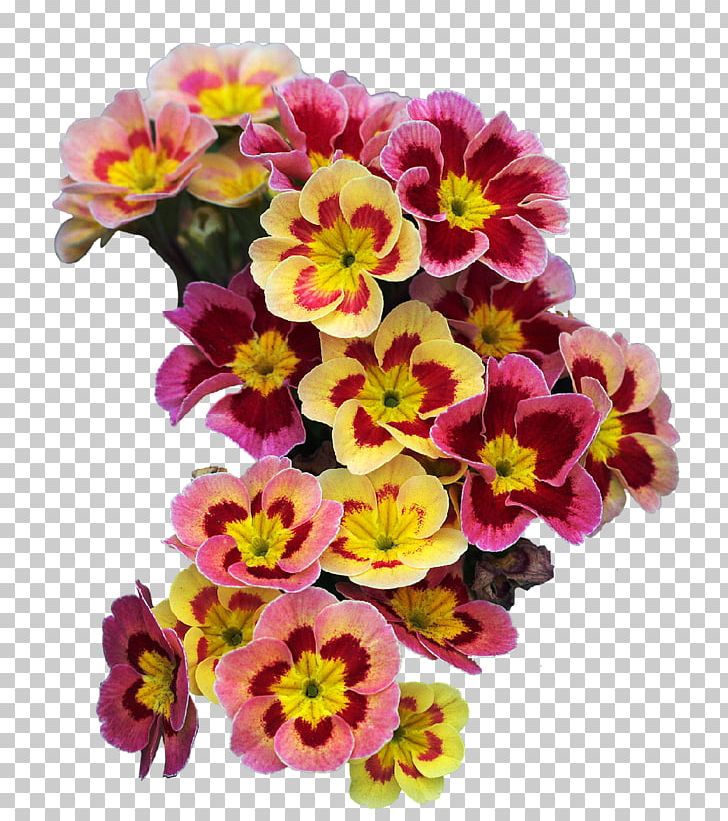 Primrose Cut Flowers Flower Bouquet Plant PNG, Clipart, Annual Plant, Cut Flowers, Daffodil, Floral Design, Flower Free PNG Download