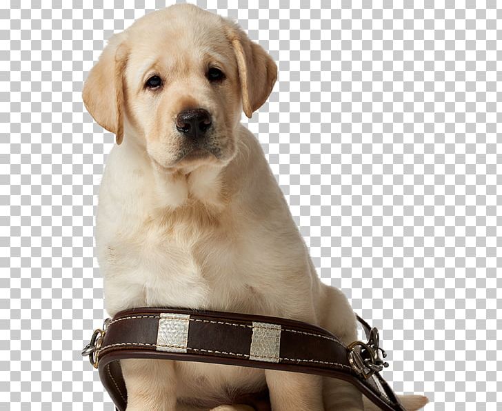 Labrador Retriever Puppy Golden Retriever Dog Breed Companion Dog PNG, Clipart, Animals, Carnivoran, Companion Dog, Dog, Dog Breed Free PNG Download
