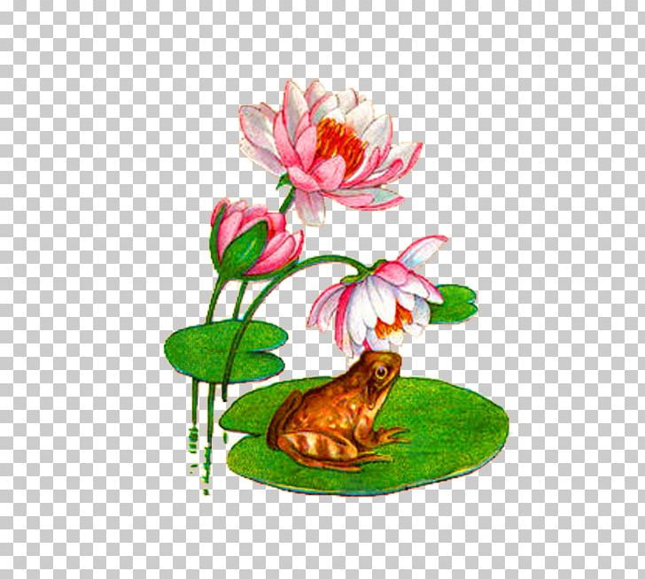 Koi Water Lily Frog Mousepad Pond PNG, Clipart, American Bullfrog, Animals, Christmas Decoration, Color, Decorative Pattern Free PNG Download