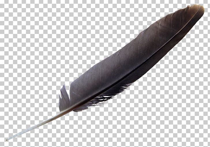 Bird Feather PNG, Clipart, Animation, Bird, Birds, Blog, Color Free PNG Download