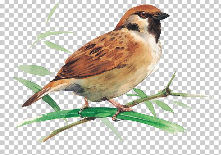 Bird Migration Rook House Sparrow Bird Feeder PNG, Clipart, American Robin, Animal, Animals, Beak, Bird Free PNG Download