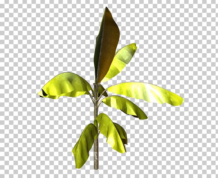 Leaf Plant Stem Tree PNG, Clipart, Leaf, Palmiye, Plant, Plant Stem, Tree Free PNG Download