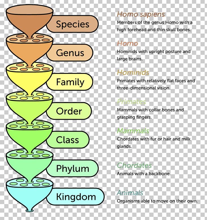 Taxonomy Chart Template Taxonomy Chart Is A Classific - vrogue.co