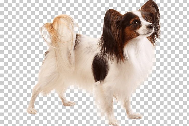 Papillon Dog Phalène Japanese Chin Dog Breed Puppy PNG, Clipart, American Kennel Club, Animals, Breed, Breed Group Dog, Carnivoran Free PNG Download