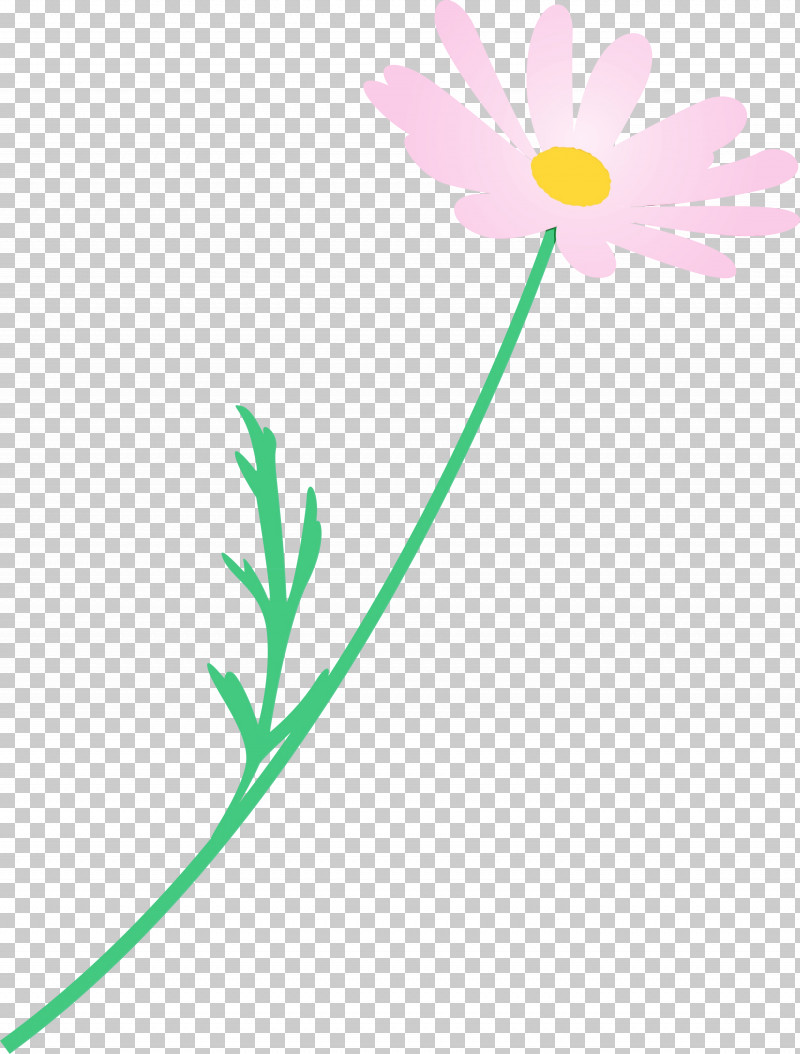 Daisy PNG, Clipart, Camomile, Chamomile, Daisy, Daisy Family, Flower Free PNG Download