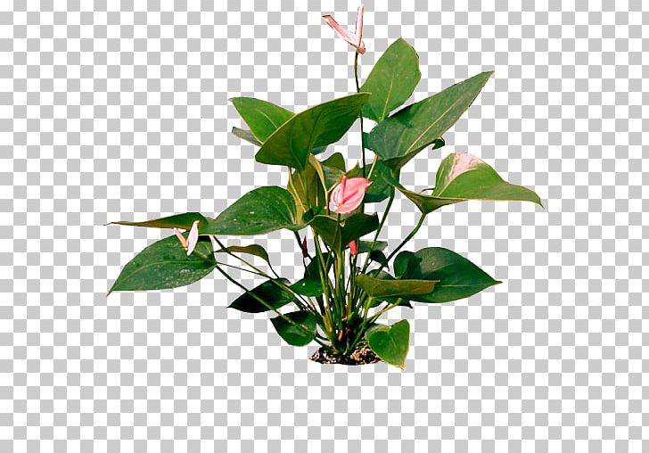 Cut Flowers Beach Rose Flowerpot PNG, Clipart, Anthurium, Beach Rose, Branch, Cut Flowers, Flower Free PNG Download