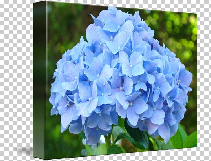 Flower Garden French Hydrangea Cottage Garden Flowers Blue PNG, Clipart, Annual Plant, Blue, Blue Rose, Cornales, Cottage Garden Flowers Free PNG Download