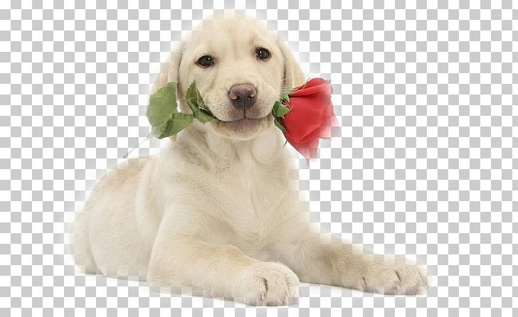 Labrador Retriever Puppy Golden Retriever Kitten French Bulldog PNG, Clipart, Animal, Animals, Carnivoran, Companion Dog, Cuteness Free PNG Download