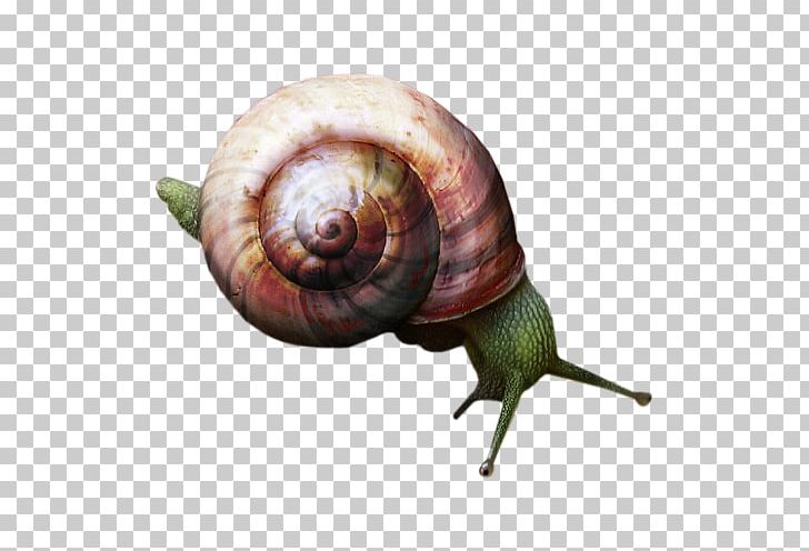 Snail Orthogastropoda PNG, Clipart, Animal, Animals, Decoration, Download, Escargot Free PNG Download
