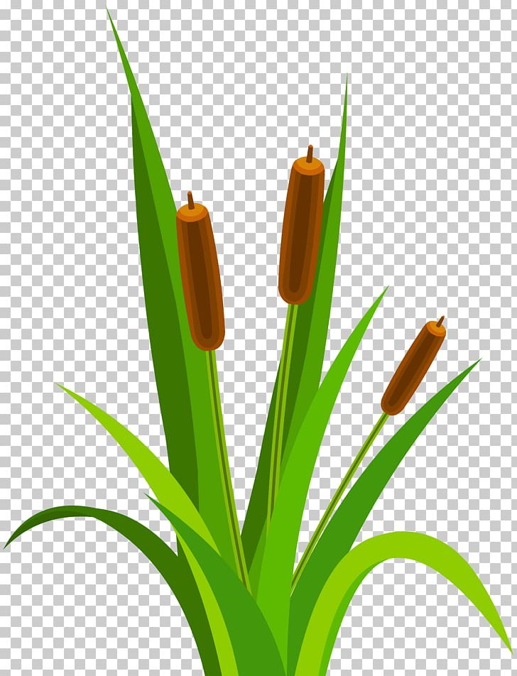 Grass Plant Stem Flower PNG, Clipart, Christmas, Commodity, Desktop Wallpaper, Download, Family Free PNG Download