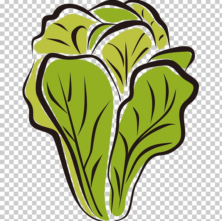 Romaine Lettuce Lettuce Soup Wrap PNG, Clipart, Artwork, Capitata Group, Cartoon, Flower, Flowering Plant Free PNG Download