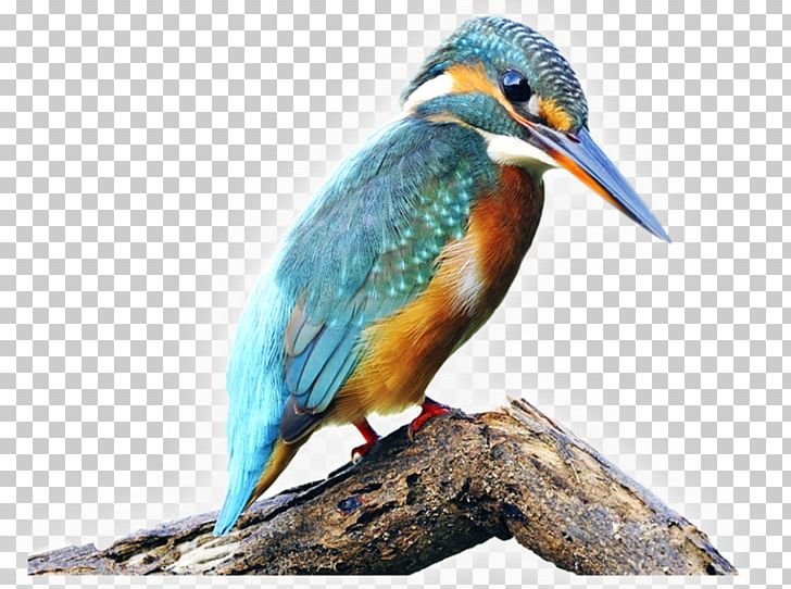 Bird Common Kingfisher Belted Kingfisher Stock Photography River Kingfishers PNG, Clipart, Animals, Beak, Belted Kingfisher, Bird, Common Kingfisher Free PNG Download