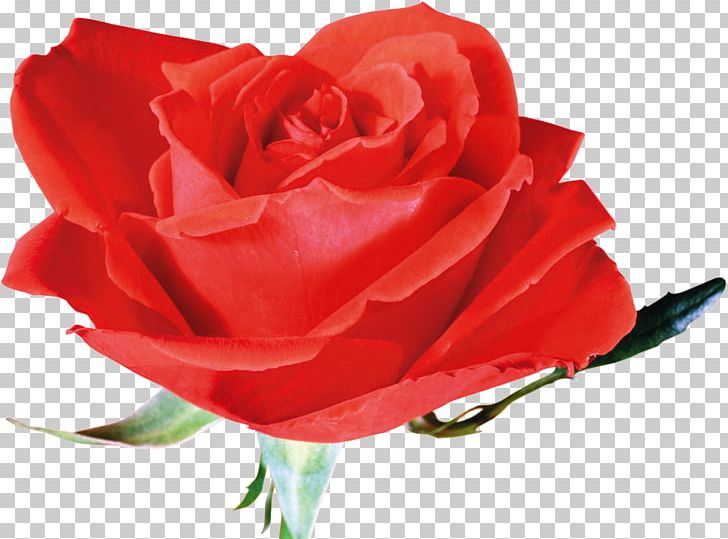 Flower Red Plant Garden Roses Beach Rose PNG, Clipart, Beach Rose, China Rose, Closeup, Cut Flowers, Download Free PNG Download