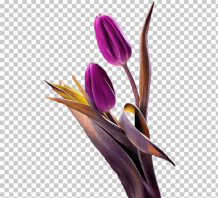 Tulip Flower Purple Plant PNG, Clipart, Color, Cut Flowers, Festival, Flower, Flowering Plant Free PNG Download