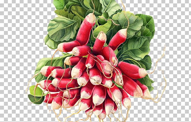Botany Botanical Illustration Chard American Society Of Botanical Artists Painting PNG, Clipart, Art, Beet, Botanical Illustration, Botany, Chard Free PNG Download
