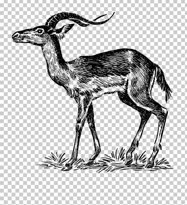 Chevrolet Impala Antelope Drawing PNG, Clipart, Animal, Antelope, Black And White, Camel Like Mammal, Chevrolet Impala Free PNG Download
