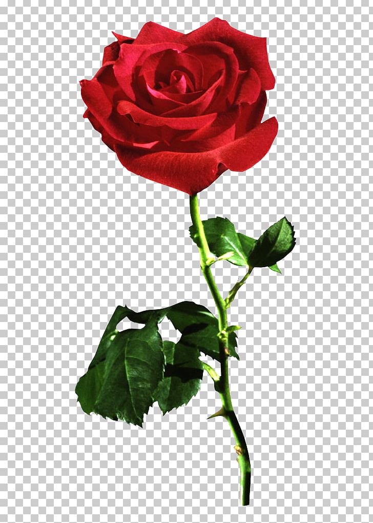 Garden Roses Cabbage Rose Red Floribunda Flower PNG, Clipart, Cabbage Rose, Floribunda, Flower Flower, Garden Roses, Rose Red Free PNG Download