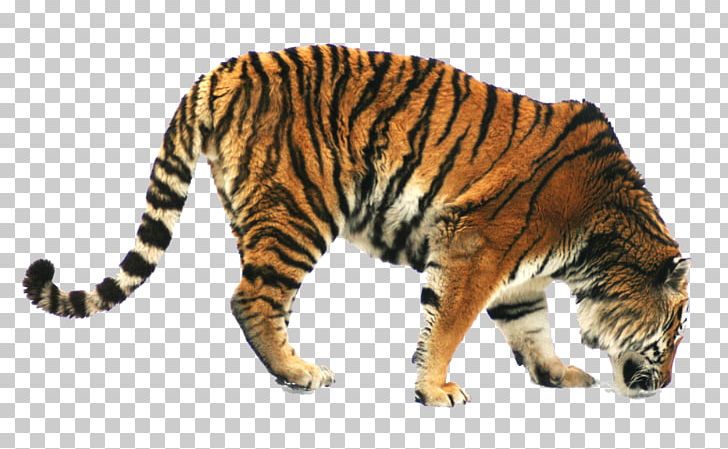 Siberian Tiger Bengal Tiger Cat Foraging Domestic Pig PNG, Clipart, Animal, Animals, Animation, Big Cats, Carnivoran Free PNG Download
