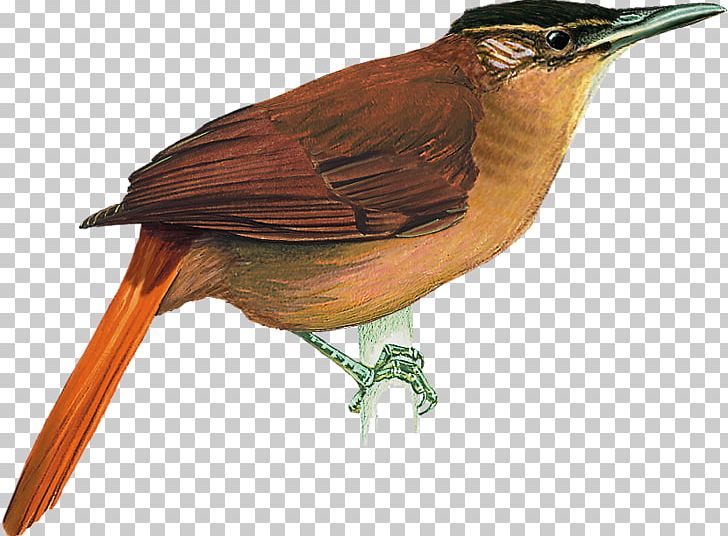 Alagoas Cryptic Treehunter Atlantic Forest Cerrado Cichlocolaptes PNG, Clipart, Animals, Atlantic Forest, Beak, Bird, Brazil Free PNG Download
