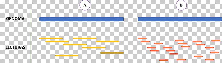 DNA Sequencing Sanger Sequencing Genome Massive Parallel Sequencing PNG, Clipart, Angle, Area, Brand, Circle, Diagram Free PNG Download