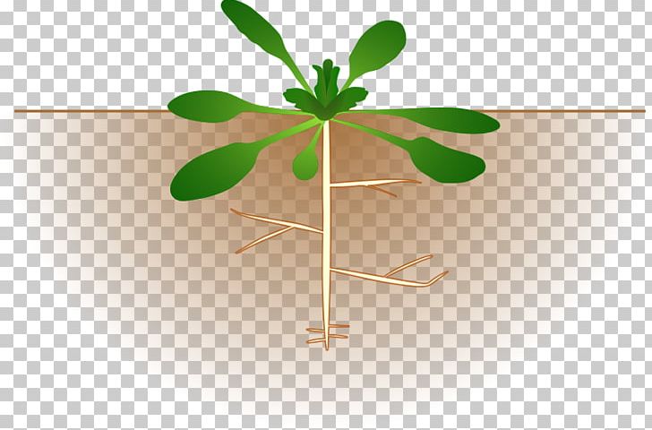 Thale Cress Plant Botany PNG, Clipart, Ammonia Cliparts, Arabidopsis, Botany, Drawing, Euclidean Vector Free PNG Download