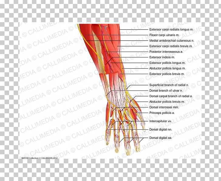 Thumb Nerve Muscle Forearm Blood Vessel PNG, Clipart, Arm, Blood Vessel, Diagram, Finger, Forearm Free PNG Download