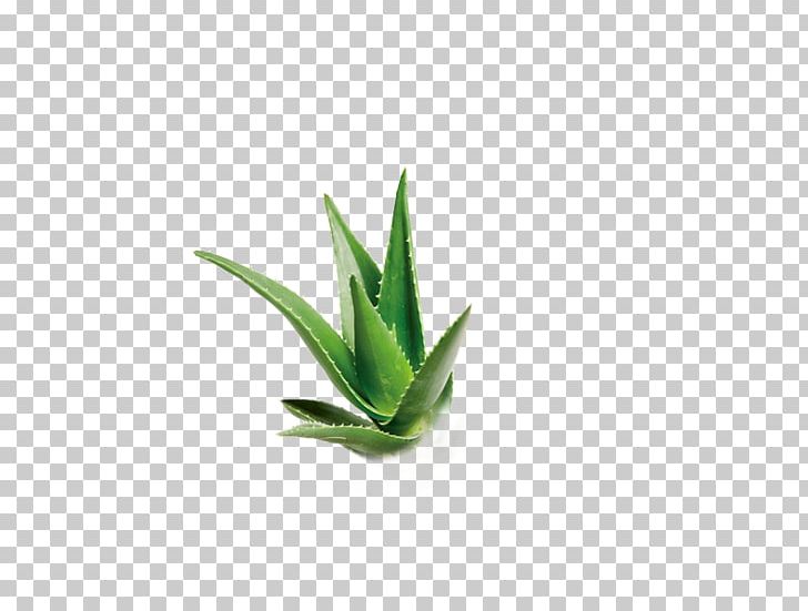 Aloe Green PNG, Clipart, Aloe, Aloe Plant, Aloe Vera, Aloe Vera Crush, Aloe Vera Gel Free PNG Download