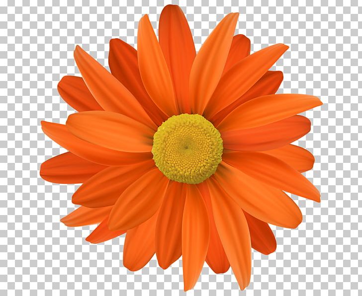 Flower Orange PNG, Clipart, Art, Chrysanths, Color, Cut Flowers, Daisy Family Free PNG Download