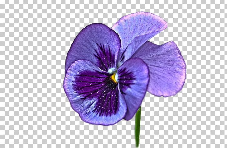 Pansy Violet Purple Flower PNG, Clipart, Curtain, Douchegordijn, Flower, Flowering Plant, Greeting Note Cards Free PNG Download