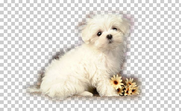 Puppy Beagle Maltese Dog Poodle Yorkshire Terrier PNG, Clipart, Animal, Animals, Carnivoran, Companion Dog, Cuteness Free PNG Download