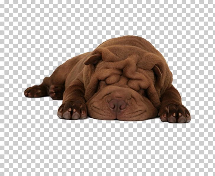 Shar Pei Puppy Pet Sitting Scottish Fold Chow Chow PNG, Clipart, Animals, Apk, Beautiful Night, Canidae, Carnivoran Free PNG Download