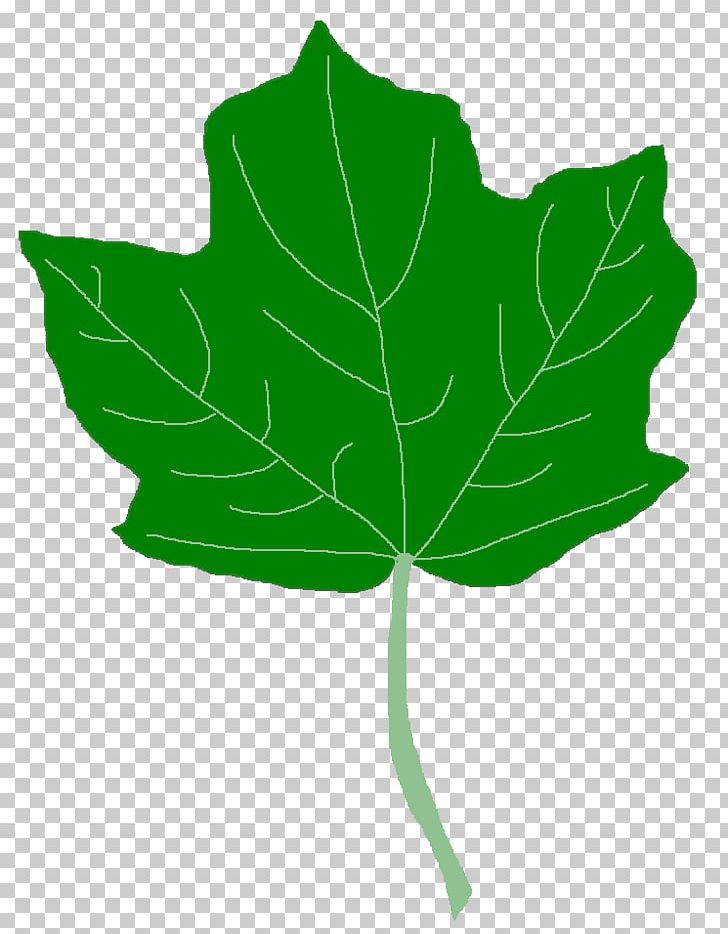 Acer Nigrum Free Content PNG, Clipart, Acer Nigrum, Computer Icons, Drawing, Free Content, Green Free PNG Download