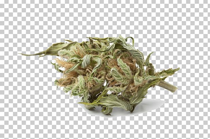 Cannabis Cup Bud Medical Cannabis Marijuana PNG, Clipart, Addictive, Blue Dream, Bud, Cannabidiol, Cannabis Free PNG Download