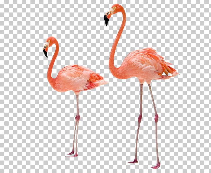 Greater Flamingo Bird American Flamingo PNG, Clipart, American Flamingo, Animals, Applique, Art, Beak Free PNG Download