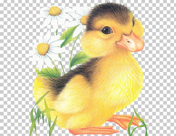 Love Friendship Flower Joy Blog PNG, Clipart, Akhir Pekan, Animal, Animals, Beak, Bird Free PNG Download