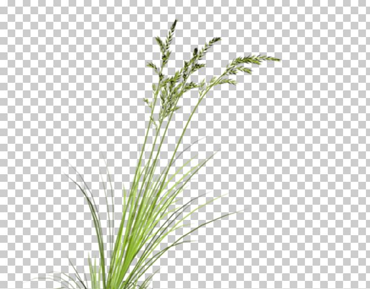 Plant Google S Computer File PNG, Clipart, Background Green, Computer File, Download, Euclidean Vector, Google Images Free PNG Download