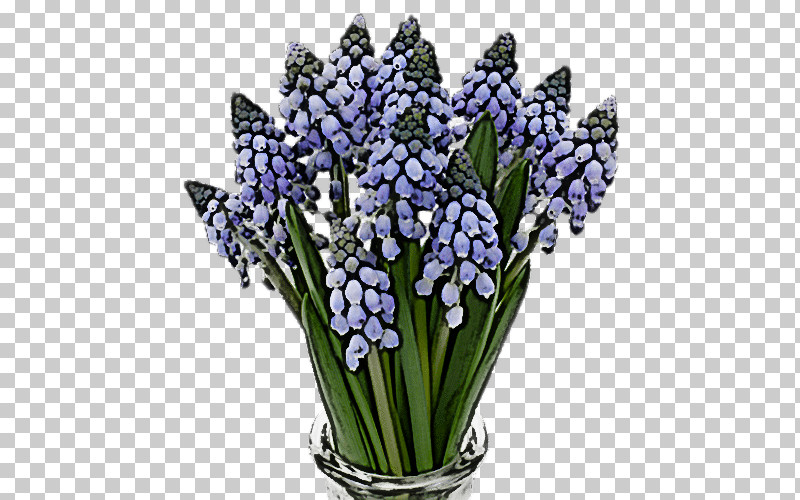Lavender PNG, Clipart, Bouquet, Cut Flowers, Flower, Grape Hyacinth, Lavender Free PNG Download