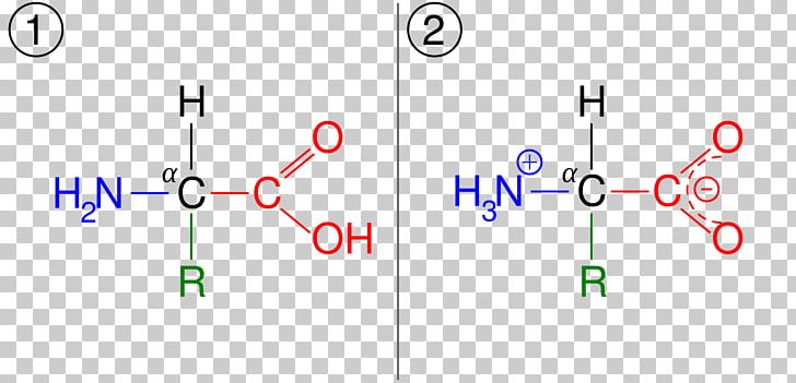 Amino Acid Zwitterion Amine Ionization PNG, Clipart, Acid, Amidogen, Amine, Amino Acid, Amphoterism Free PNG Download