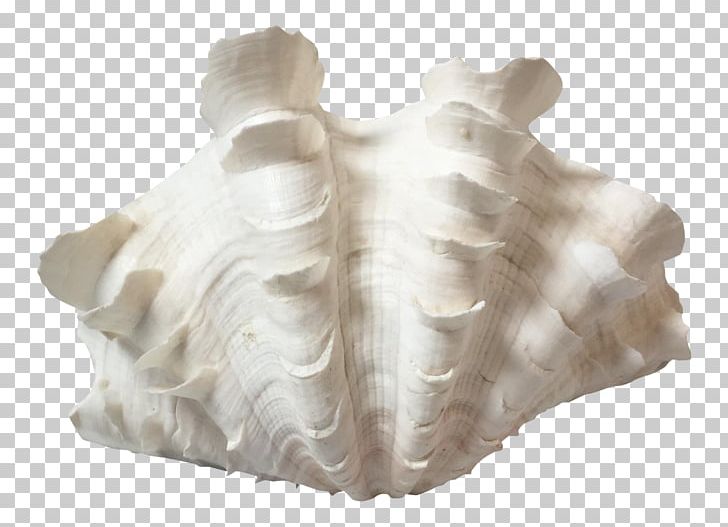 Giant Clam Seashell Hippopus Mollusc Shell PNG, Clipart, Chairish, Clam, Giant Clam, Hippopus, Inch Free PNG Download