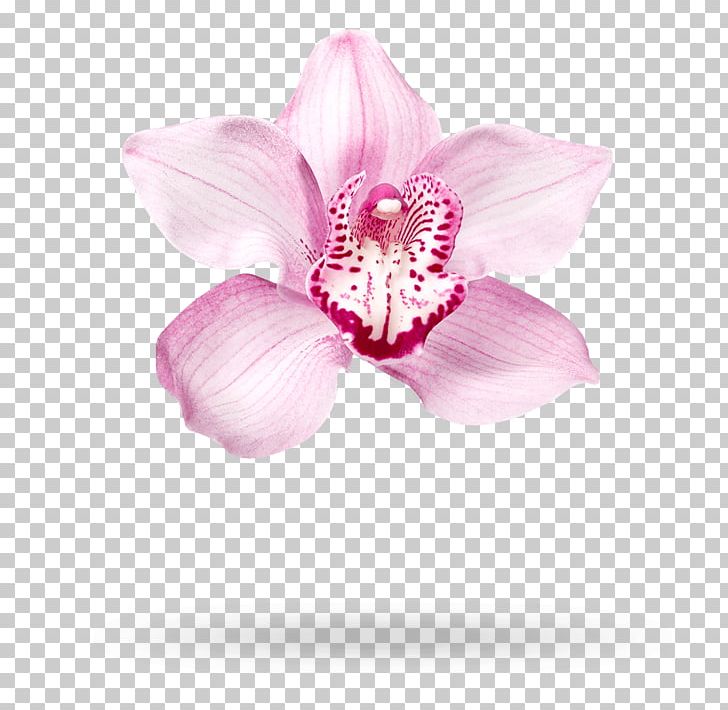 Moth Orchids Cut Flowers Pink M Petal PNG, Clipart, Cut Flowers, Flower, Flowering Plant, Magenta, Moth Orchid Free PNG Download