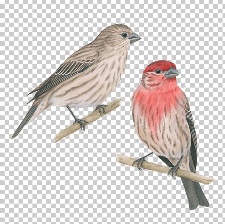 House Finch Bird House Sparrow PNG, Clipart, American Sparrows, Animals, Beak, Bird, Birdcage Free PNG Download