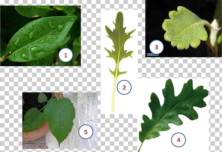 Leaf Plant Stem Limbe Àpex PNG, Clipart, Apex, Biology, Botany, Description, Flower Free PNG Download