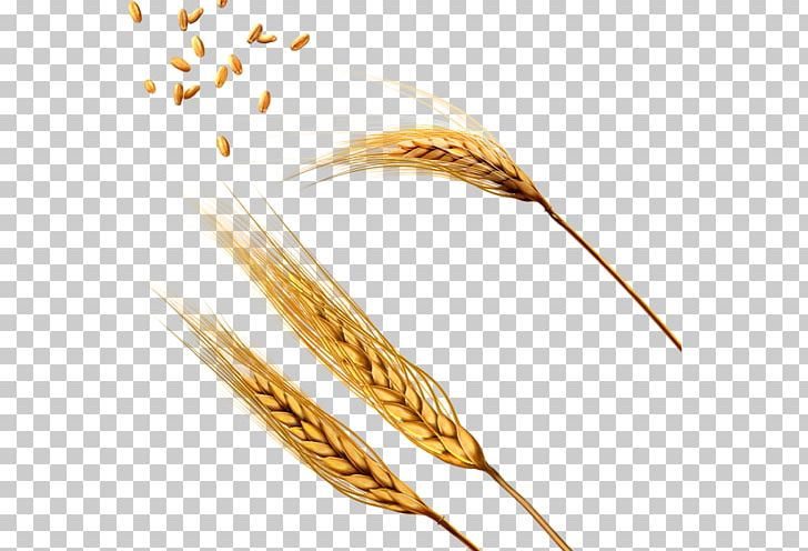 Pasta Wheat Ear Cereal PNG, Clipart, Aartje, Barley, Cereal, Cereal Germ, Commodity Free PNG Download