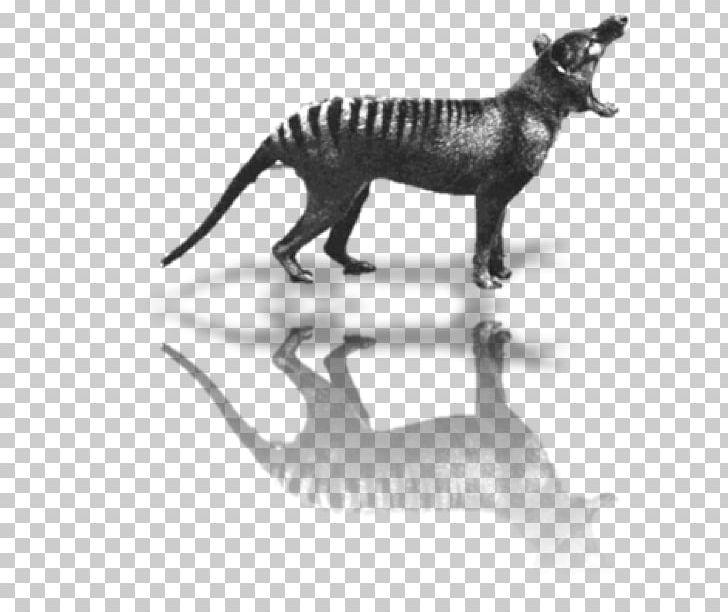 Tasmania Tiger Thylacine Extinction On The Track Of Unknown Animals PNG, Clipart, Animal, Animal Figure, Animals, Black And White, Carnivoran Free PNG Download