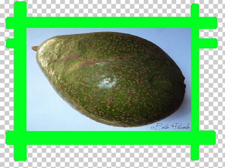 Melon Fruit PNG, Clipart, Abaca, Cucumber Gourd And Melon Family, Fruit, Fruit Nut, Melon Free PNG Download