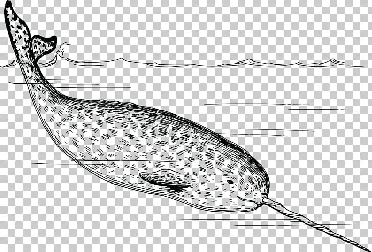 Arctic Narwhal Walrus Tusk PNG, Clipart, Animals, Arctic, Beak, Beluga Whale, Black And White Free PNG Download