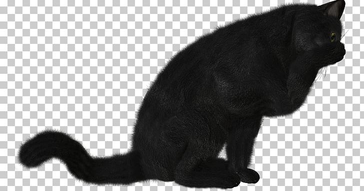 Black Cat Bombay Cat Kitten Domestic Short-haired Cat Whiskers PNG, Clipart, Animaatio, Animals, Black, Carnivoran, Cat Like Mammal Free PNG Download